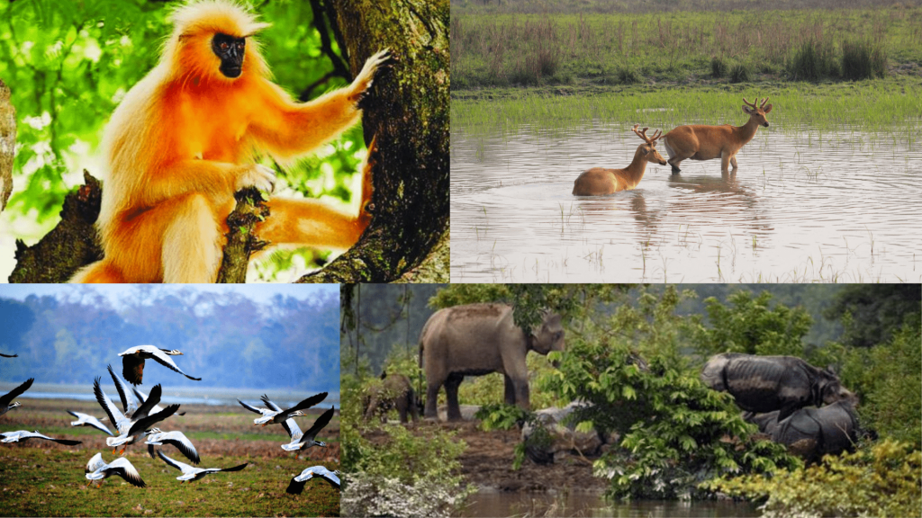 Assams Wildlife Conservation Efforts min 1