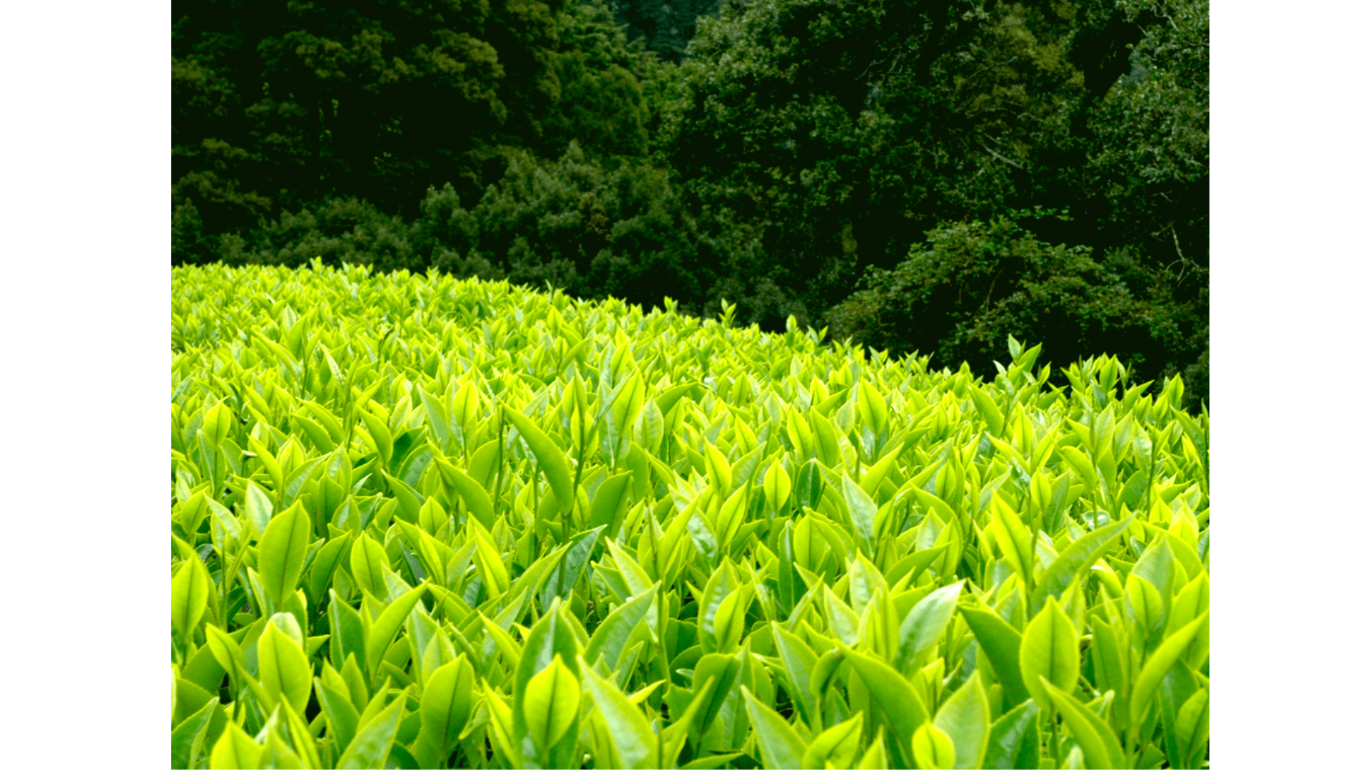 Tea Trails in the Nilgiris