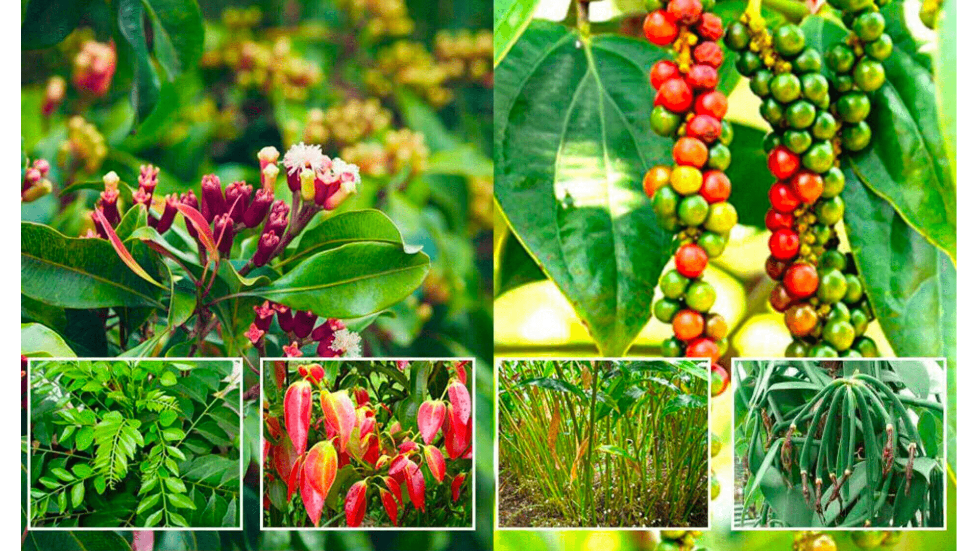 Spice Routes: Kerala's Spice Garden