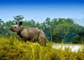 Nature's Treasures Northeast India's Premier Wildlife Sanctuaries