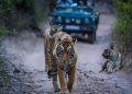 Wild Treasures of India A Safari Adventure